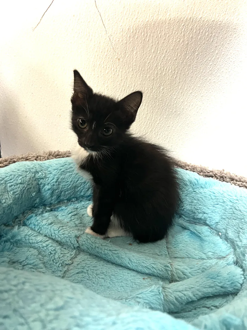 A baby medium-sized female Tuxedo cat named Jitterbug for adoption in Palmetto, FL