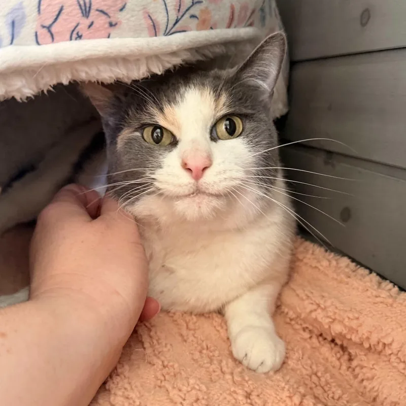 A senior medium-sized female Calico Domestic Short Hair cat named Callie for adoption in San Diego, CA