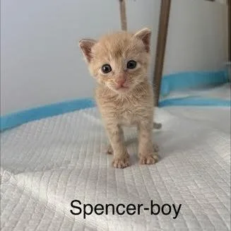 Spencer thumbnail 2