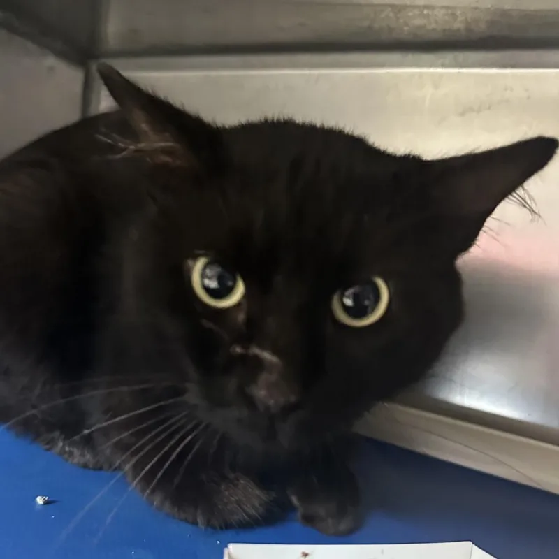 A young medium-sized female Black Domestic Short Hair cat named Marisol for adoption in Austin, TX