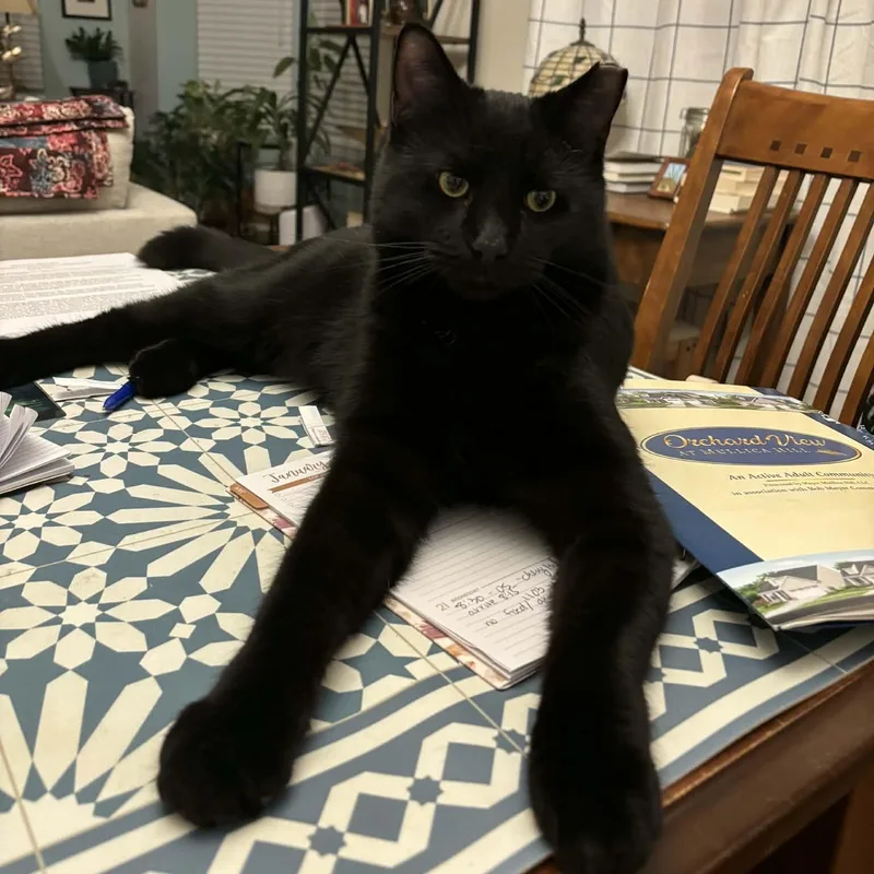 A young medium-sized male Black Domestic Short Hair cat named Raven for adoption in Bellmawr, NJ