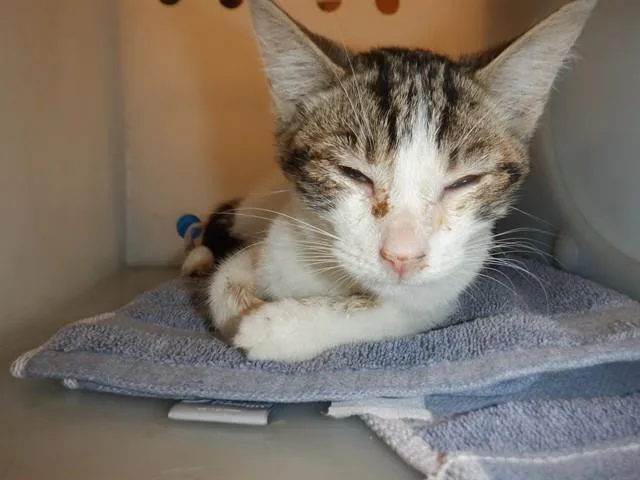 A young small-sized male Domestic Short Hair cat named Paxton for adoption in San Jose, CA