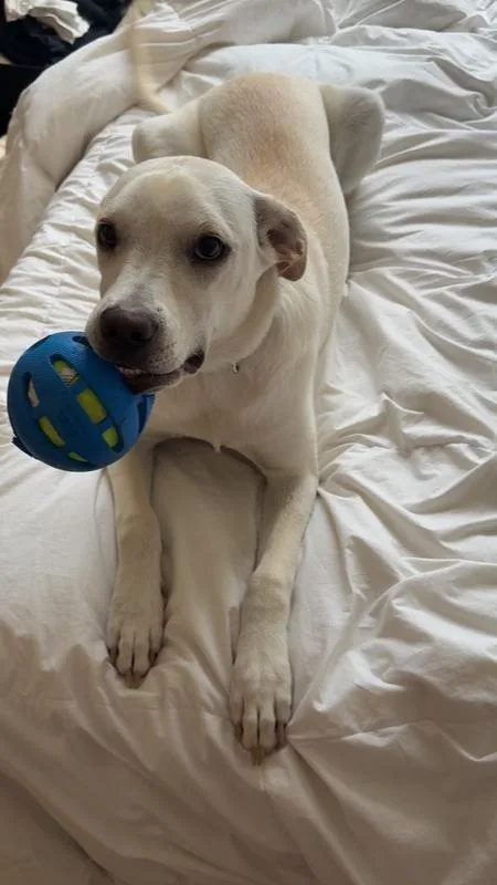 A baby small-sized male Labrador Retriever dog named Hero Six for adoption in Waunakee, WI