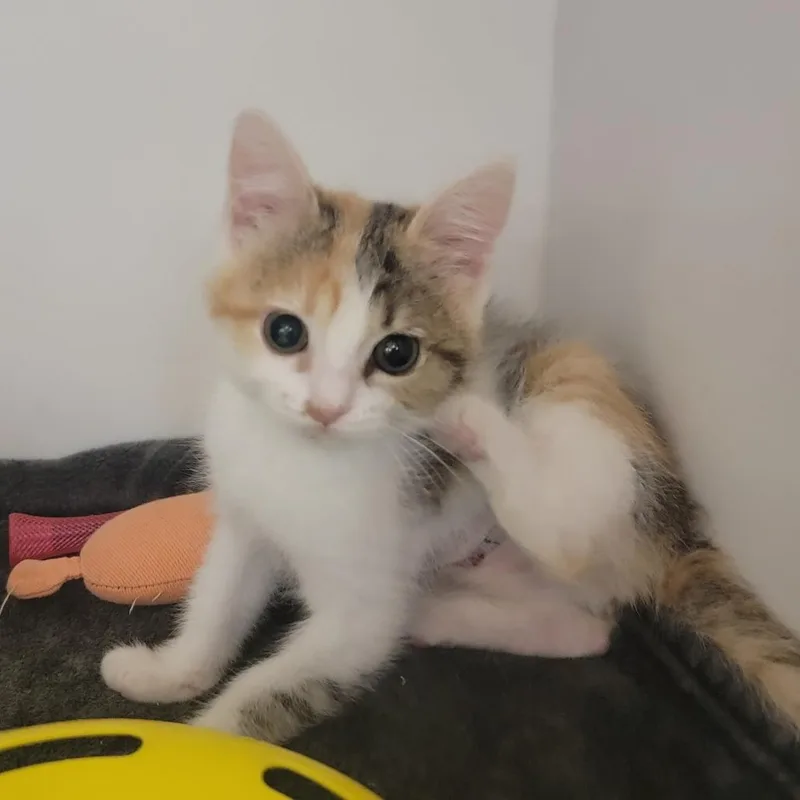 A baby small-sized female White Domestic Short Hair cat named Nugget for adoption in Phoenix, AZ