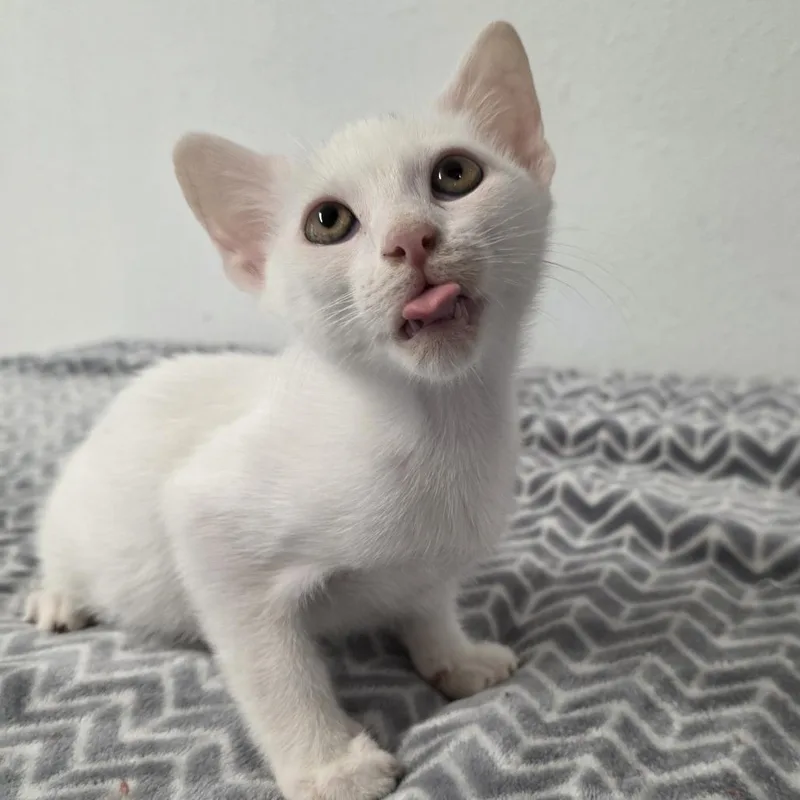A baby medium-sized male Domestic Short Hair cat named Frodo for adoption in Wiggins, MS