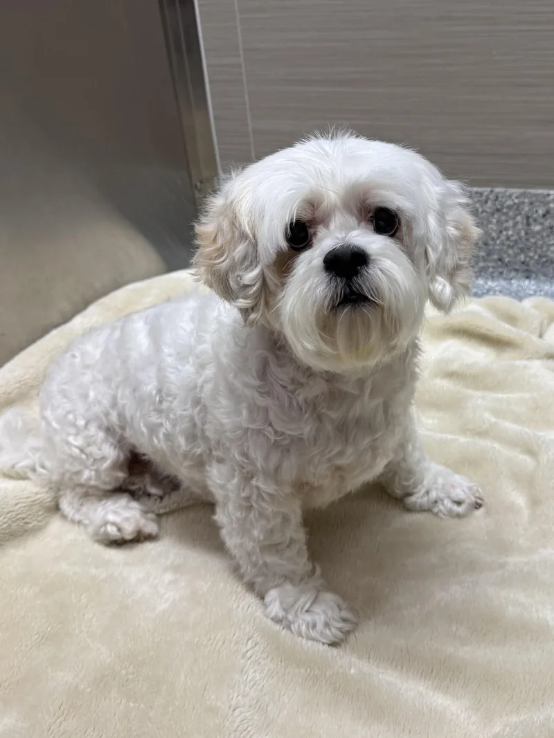 A senior small-sized female White / Cream Shih Tzu dog named Guera for adoption in Los Alamitos, CA