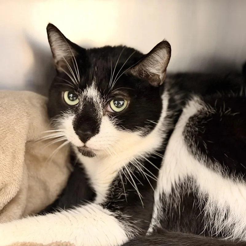 An adult medium-sized male Domestic Short Hair cat named Huckleberry for adoption in Manahawkin, NJ