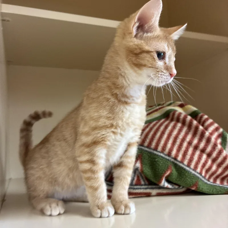 A young medium-sized male Tabby (Orange / Red) Domestic Short Hair cat named Putty for adoption in Hays, KS