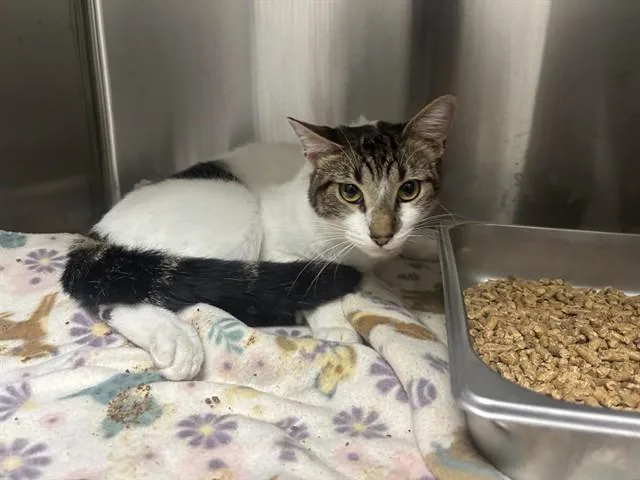 An adult small-sized male Domestic Short Hair cat named Kalo for adoption in Garland, TX