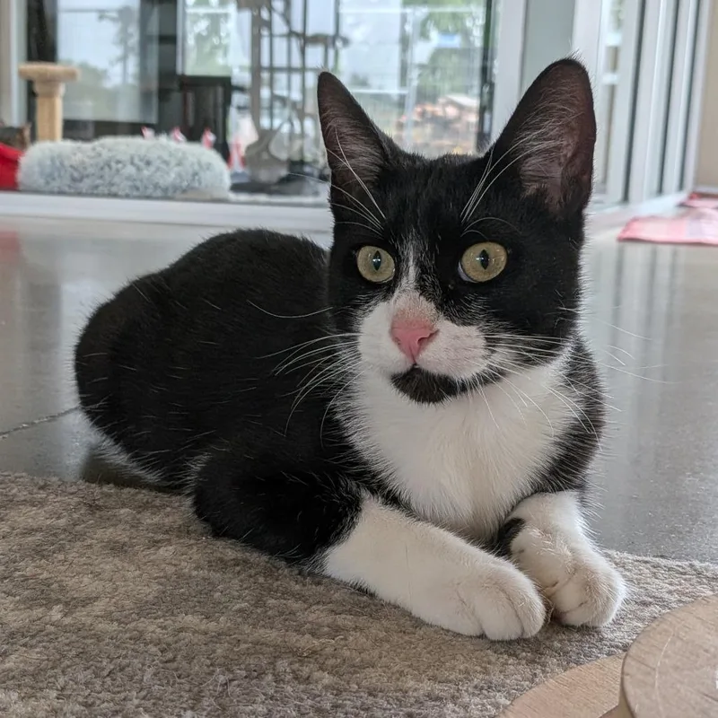 An adult medium-sized male Black Domestic Short Hair cat named Mark for adoption in Leander, TX