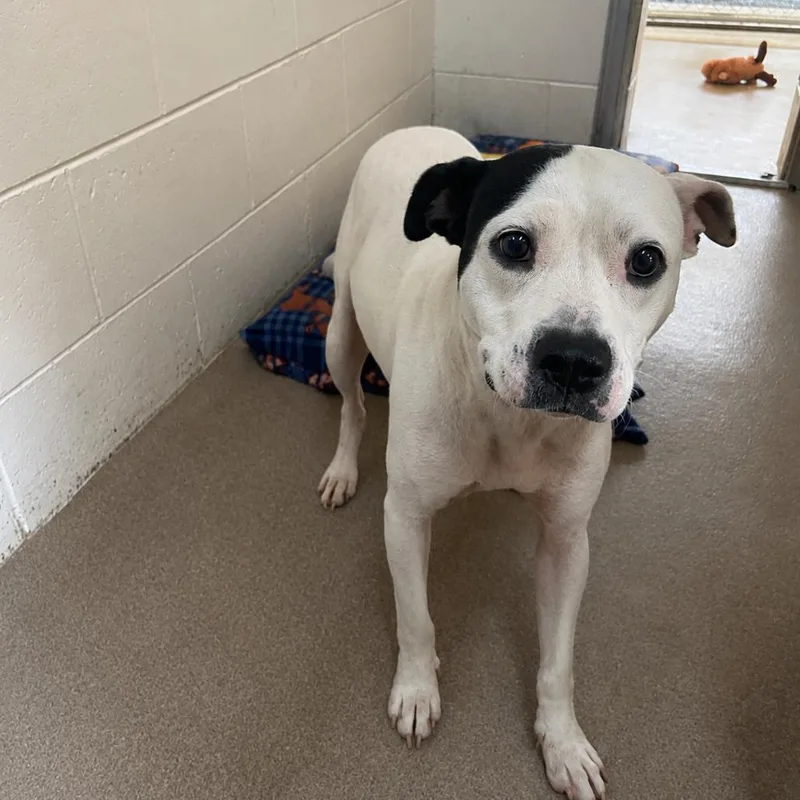 An adult medium-sized female White / Cream Pit Bull Terrier dog named Coconut for adoption in Yanceyville, NC