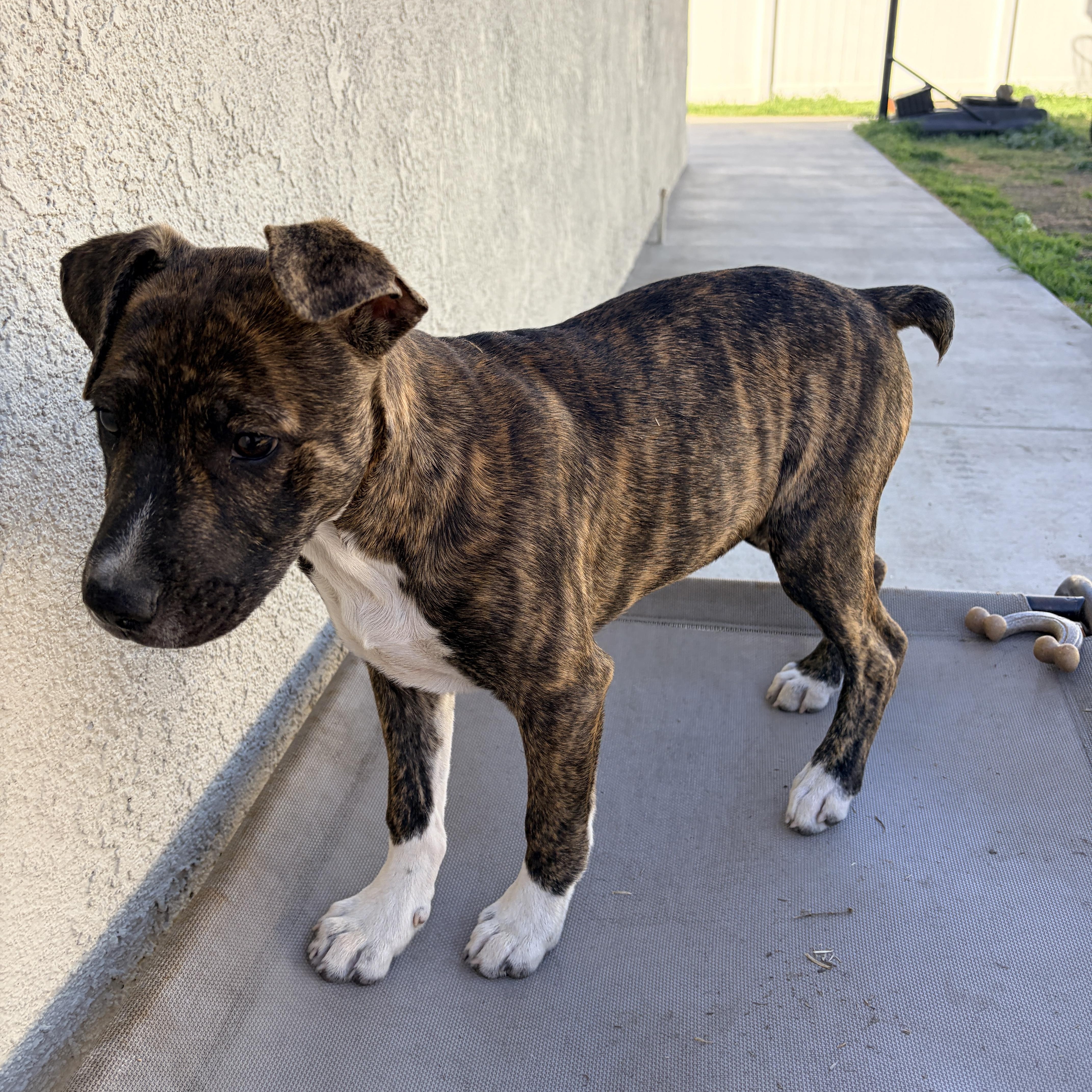 Lennox~ Smart And Cuddly