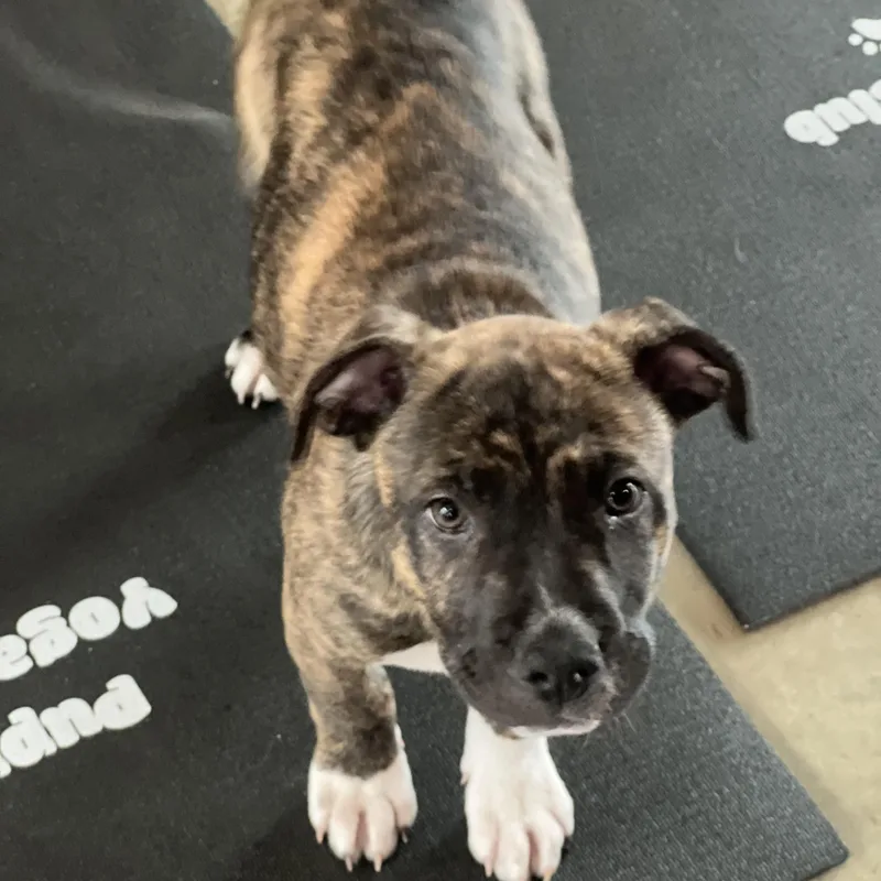 Lennox~ Smart And Cuddly thumbnail 3