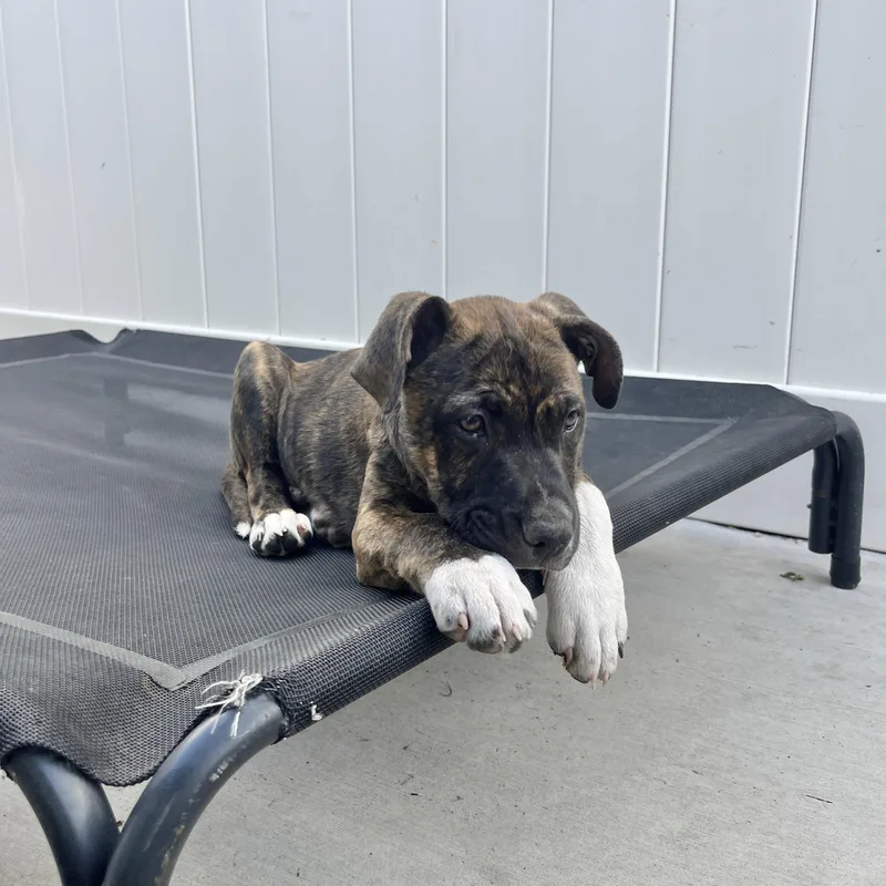 Lennox~ Smart And Cuddly thumbnail 4