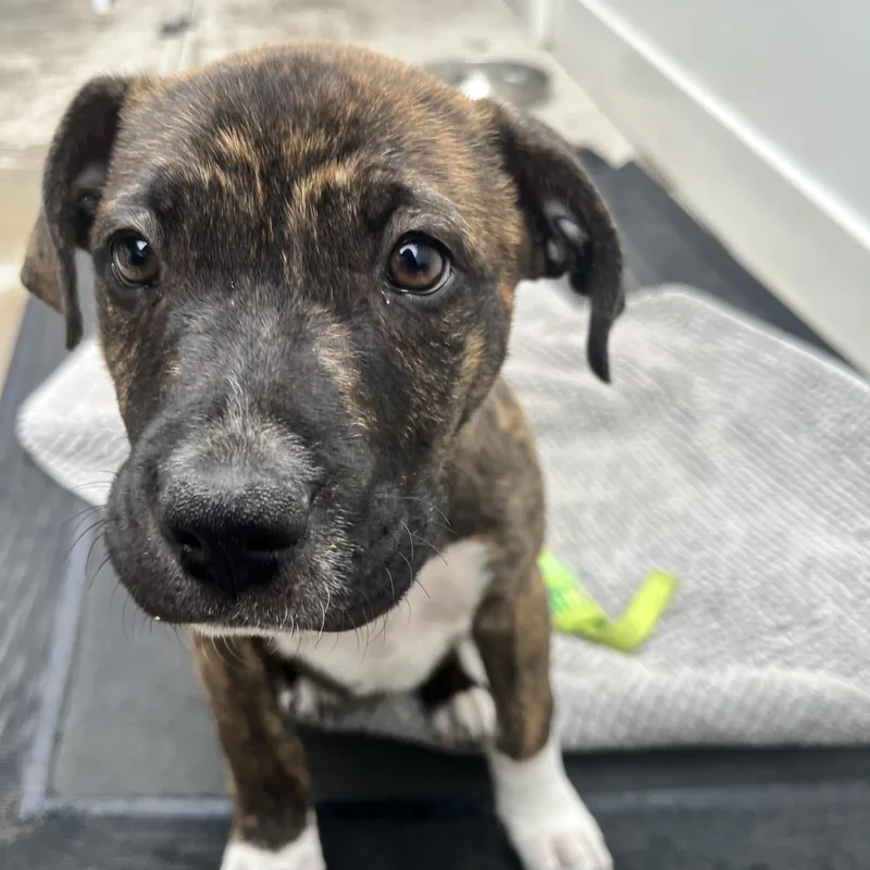 Lennox~ Smart And Cuddly thumbnail 5