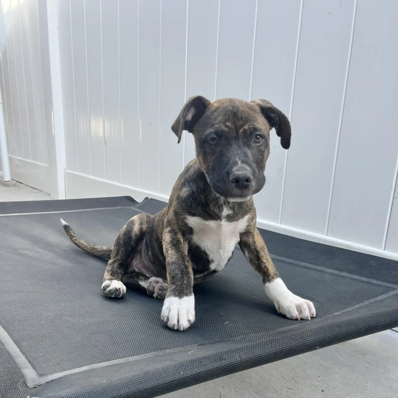 Lennox~ Smart And Cuddly thumbnail 6