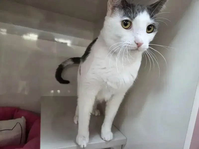 An adult medium-sized male Domestic Short Hair cat named Cottontail for adoption in Grand Rapids, MI