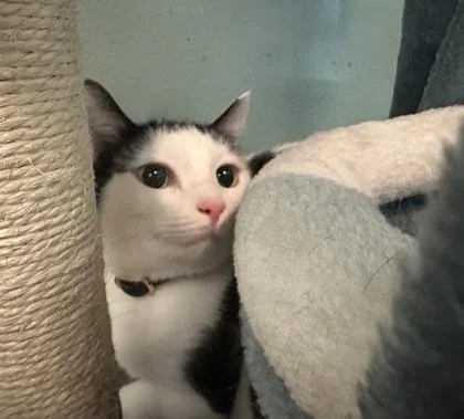 A young medium-sized female Domestic Short Hair cat named Lucille for adoption in Palm Coast, FL