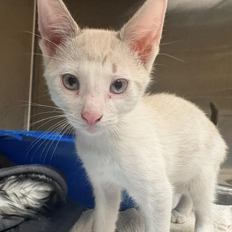 A baby small-sized male White Domestic Short Hair cat named Trombone for adoption in East Hanover, NJ
