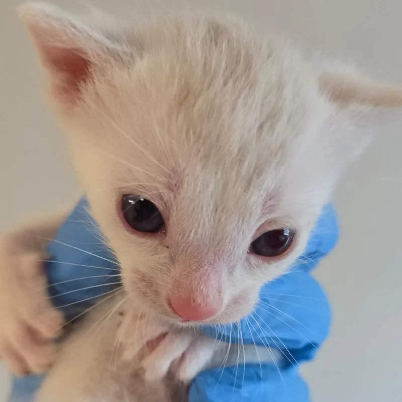 Trombone thumbnail 2