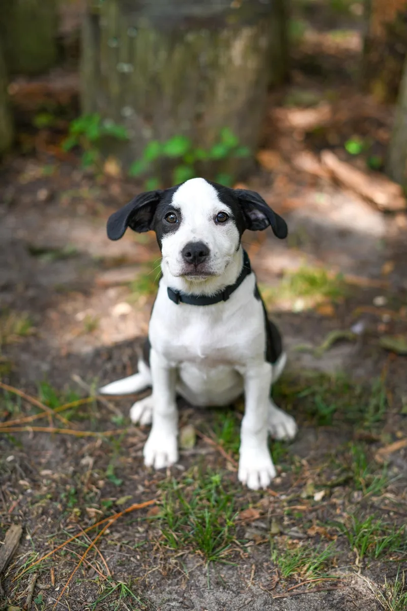 A baby medium-sized female Black Mixed Breed dog named Boca for adoption in BONIFAY, FL
