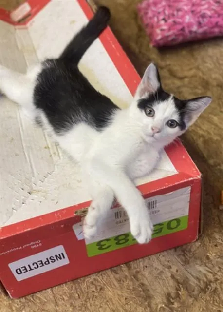 A baby small-sized male Domestic Short Hair cat named Farley for adoption in Westminster, MD
