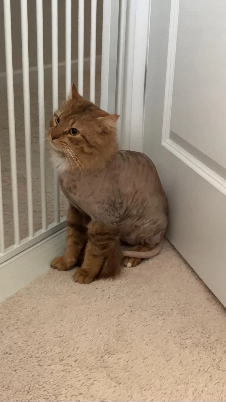Mr Snuggles