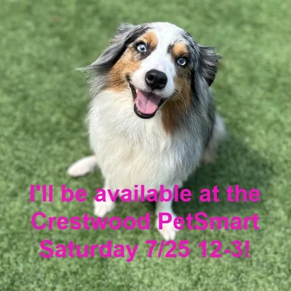An adult medium-sized female White / Cream Australian Shepherd dog named Kennedy for adoption in Matteson, IL