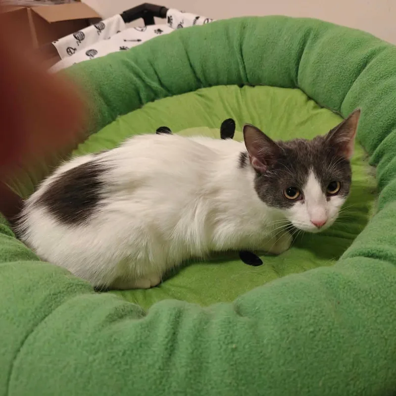 Haze & Fog thumbnail 2