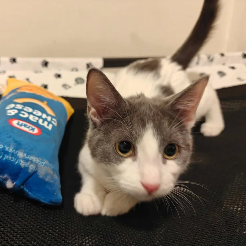 Haze & Fog thumbnail 4