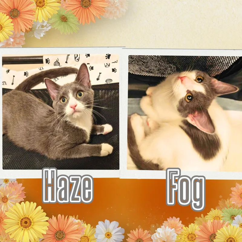 A baby small-sized female Gray & White Domestic Short Hair cat named Haze & Fog for adoption in Forest Hills, NY