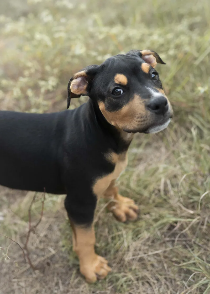 A baby large-sized male Rottweiler dog named Smiling Dog for adoption in Driftwood, TX
