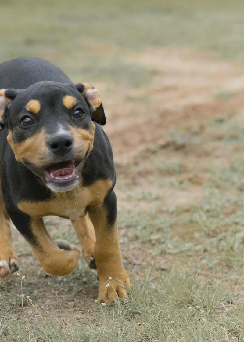 Smiling Dog thumbnail 2
