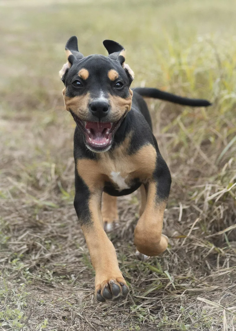 Smiling Dog thumbnail 3