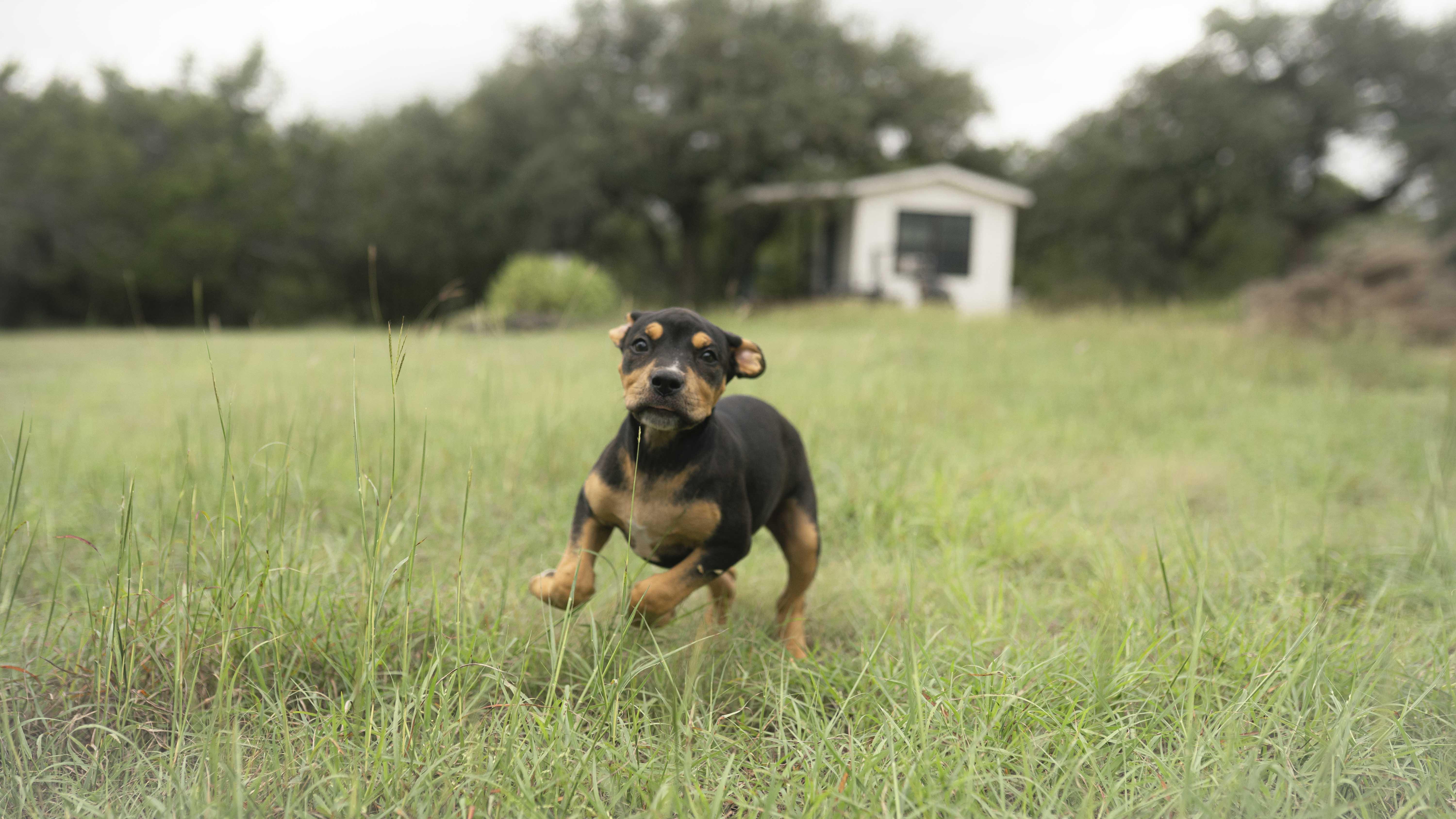 Smiling Dog thumbnail 4