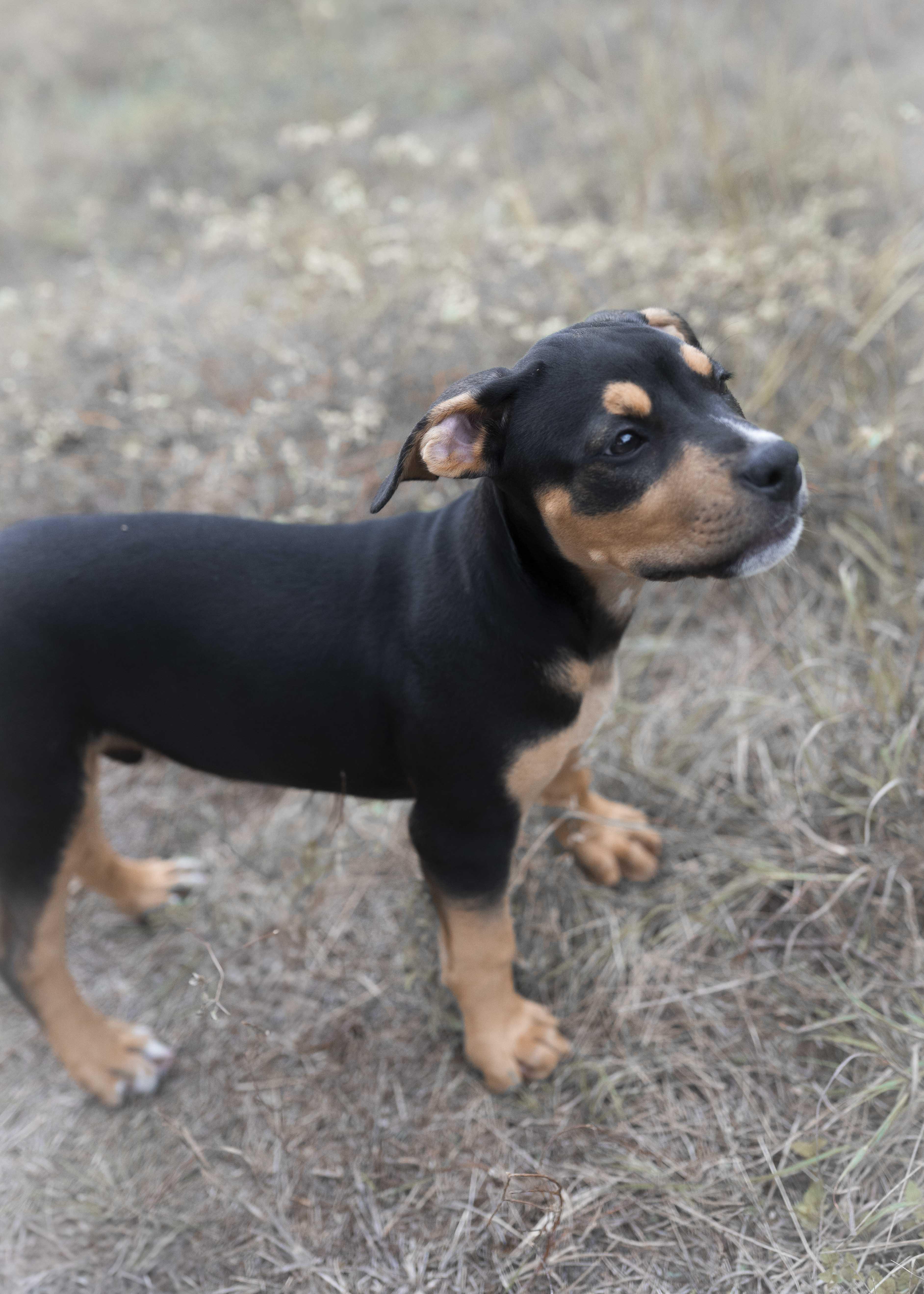 Smiling Dog thumbnail 6