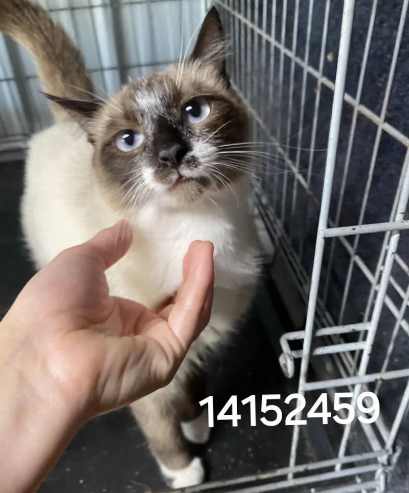 A young medium-sized female Siamese cat named 14152459 for adoption in Lees Summit, MO