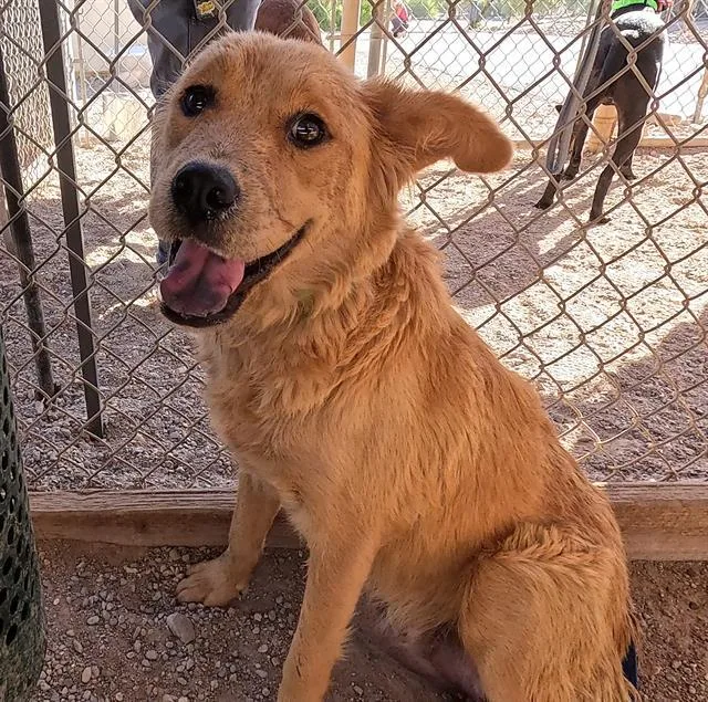 A young medium-sized female Chow Chow dog named Darla for adoption in Tucson, AZ