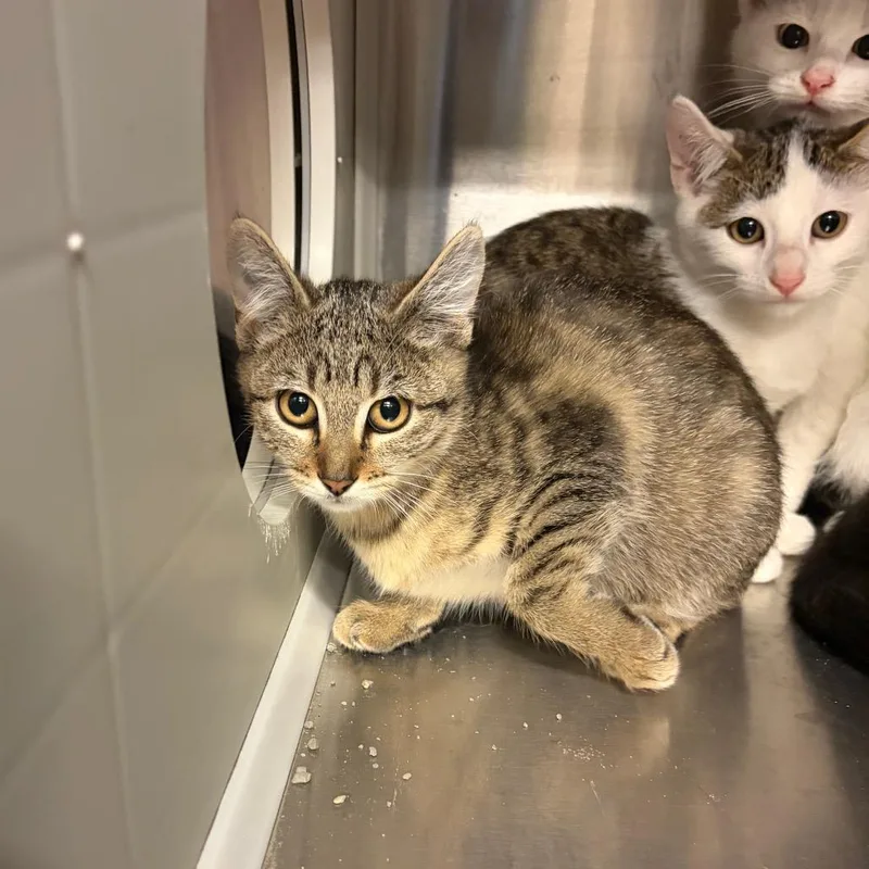 A baby small-sized female Brown / Chocolate Domestic Short Hair cat named Darla for adoption in Council Bluffs, IA
