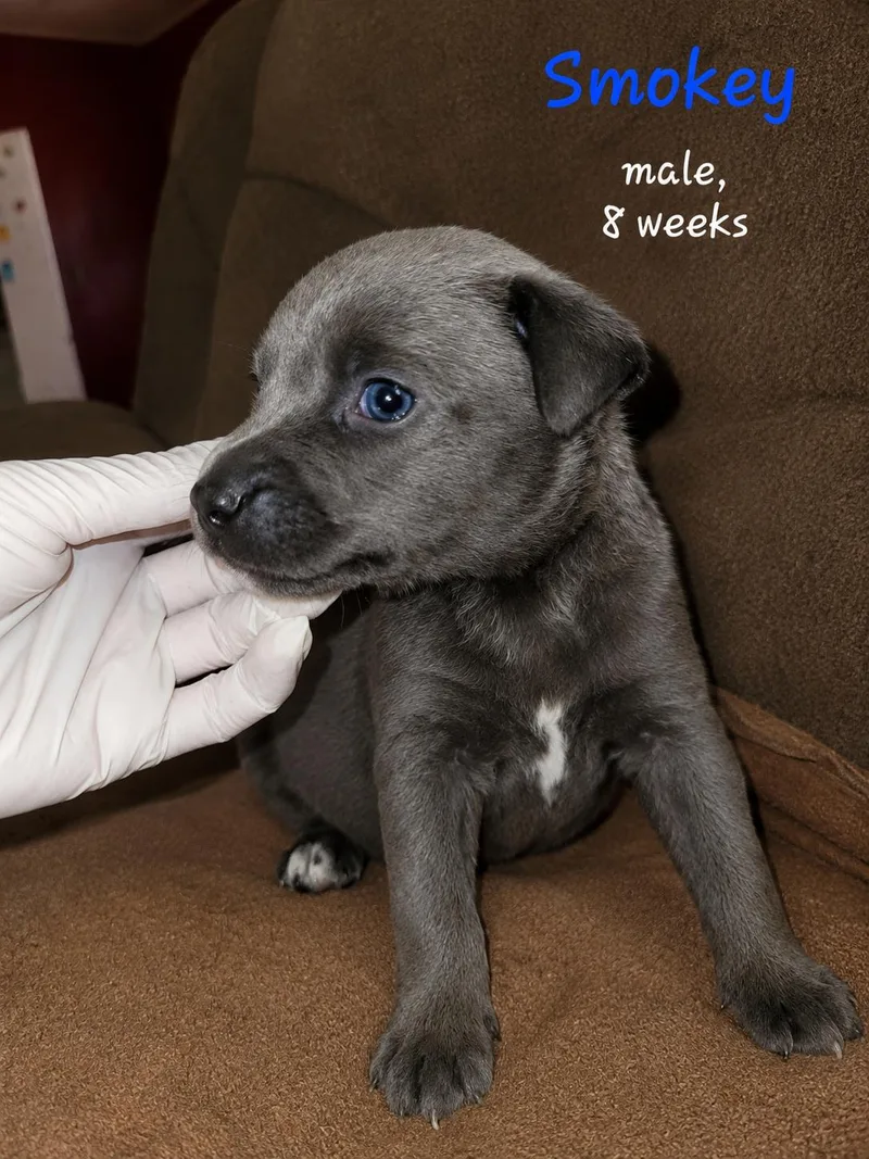 A baby medium-sized male Labrador Retriever dog named Smokey for adoption in Carmel, NY