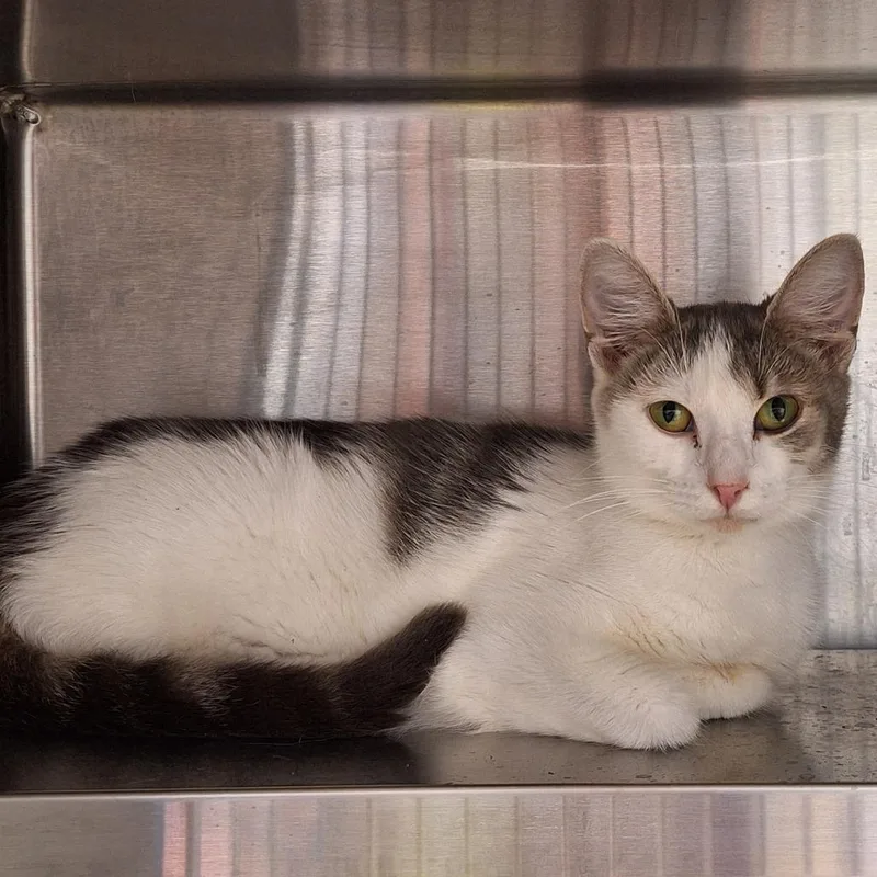 A young medium-sized female Gray / Blue / Silver Domestic Short Hair cat named Gracie for adoption in Delaware, OH