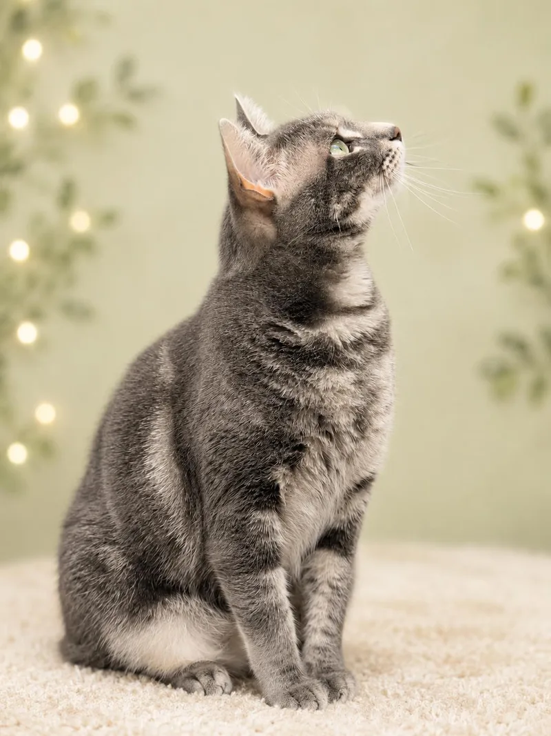 A young medium-sized female Tabby cat named GrenacheWillow Grove for adoption in Greenville, DE