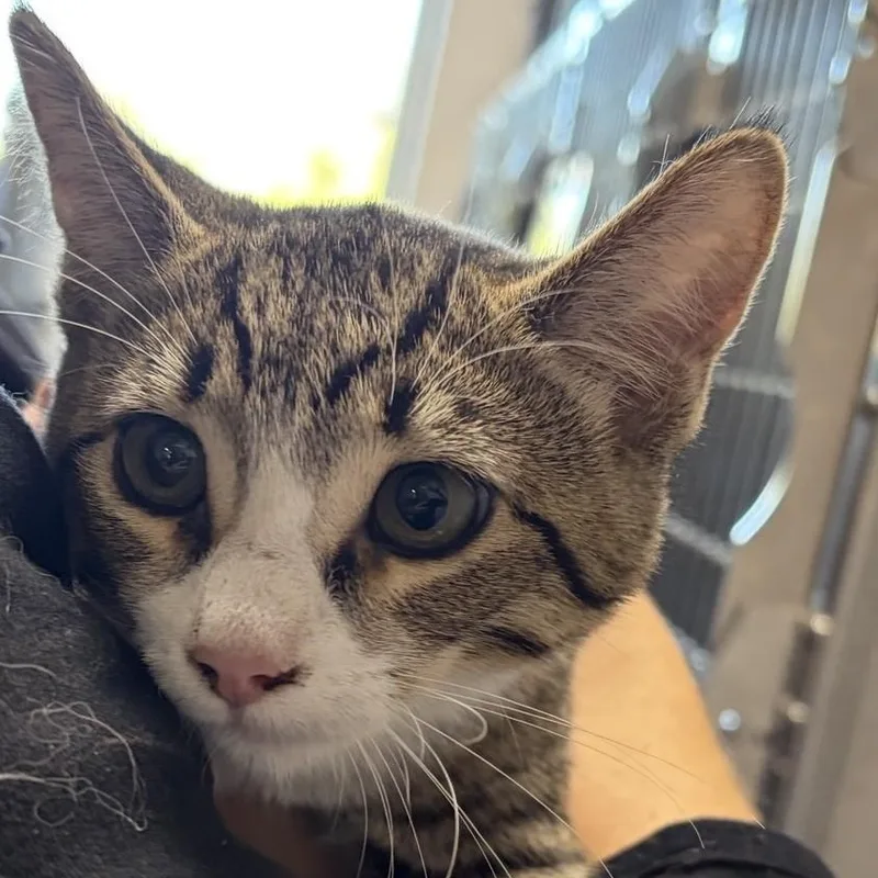 A young medium-sized female Brown / Chocolate Domestic Short Hair cat named Katrina for adoption in Allegan, MI