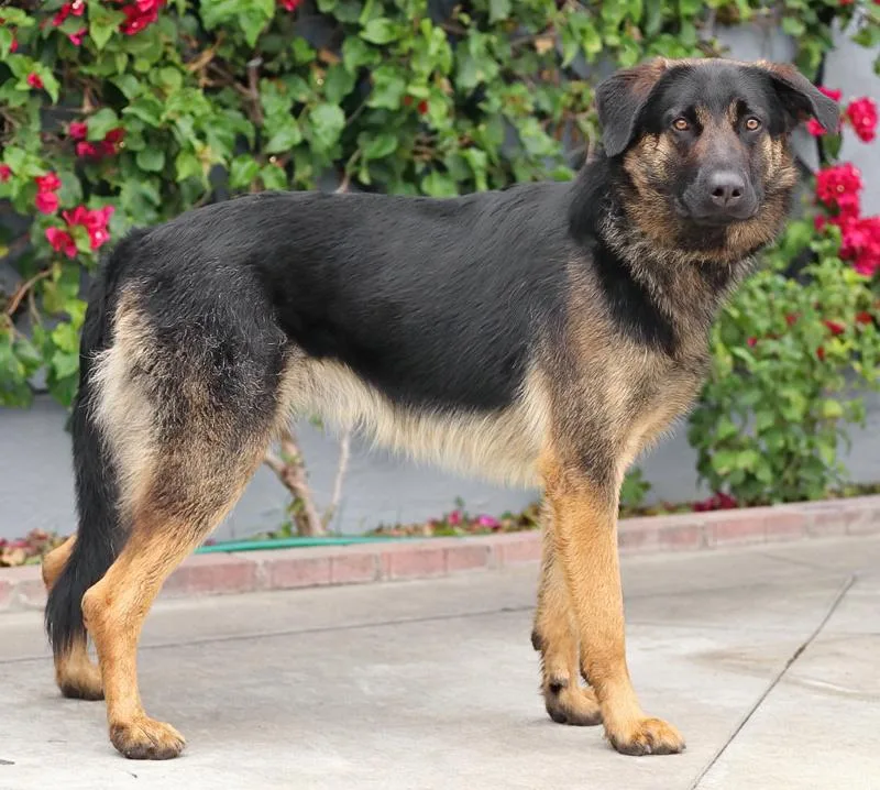 A young large-sized male Black German Shepherd Dog dog named Sawyer von Scheden for adoption in Los Angeles, CA