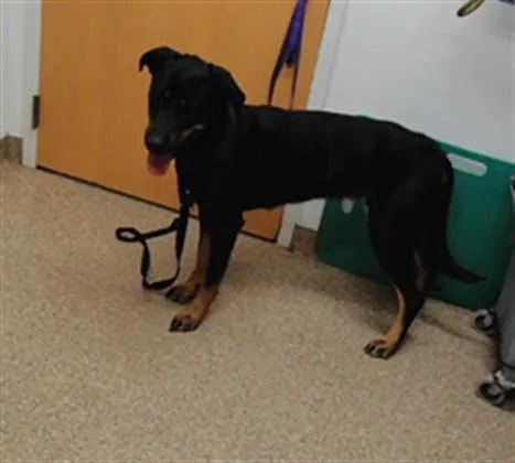 An adult large-sized female Rottweiler dog named Rosalina for adoption in Albuquerque, NM