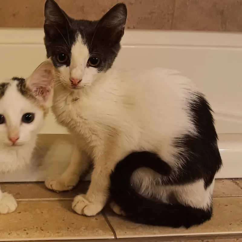 Rutabaga thumbnail 2