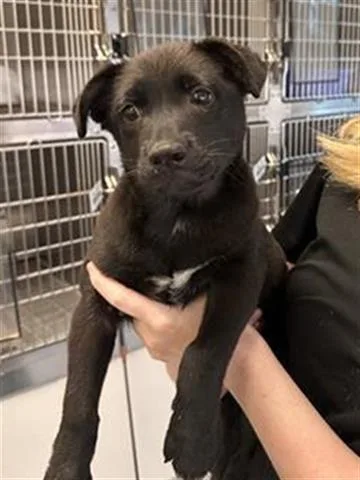 A baby small-sized female German Shepherd Dog dog named Ollie for adoption in Houston, TX