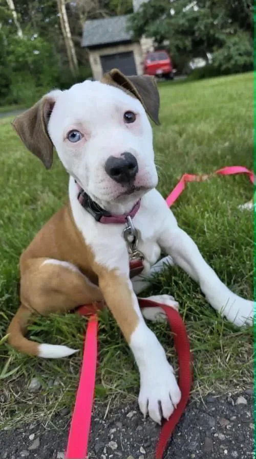 A baby medium-sized female Yellow / Tan / Blond / Fawn Pit Bull Terrier dog named Athena FKA Howell for adoption in Minneapolis, MN