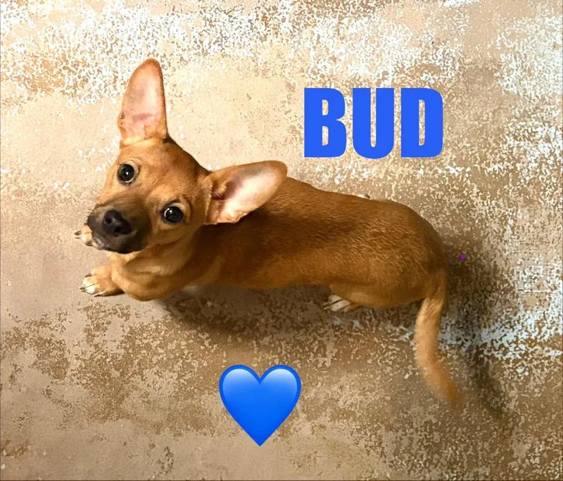 Bud thumbnail 2