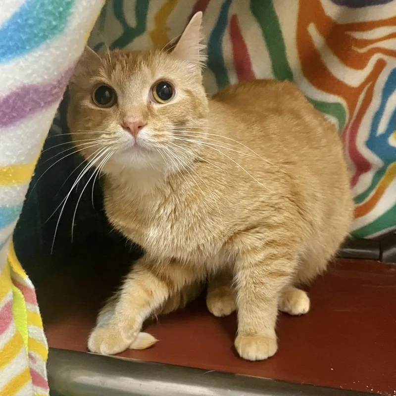 A young medium-sized male Orange / Red Domestic Short Hair cat named Manny for adoption in Owosso, MI